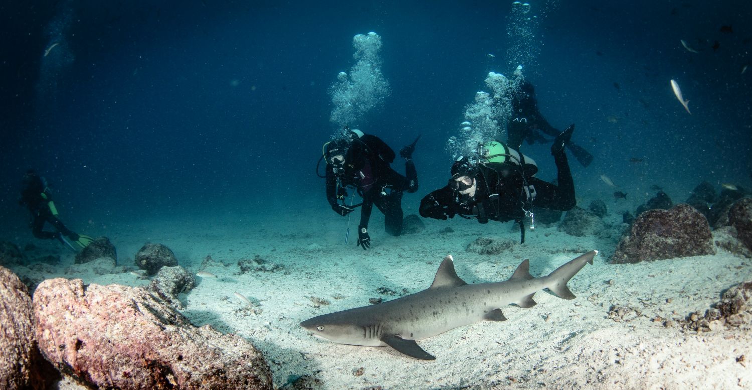 Divers explore the underwater world.